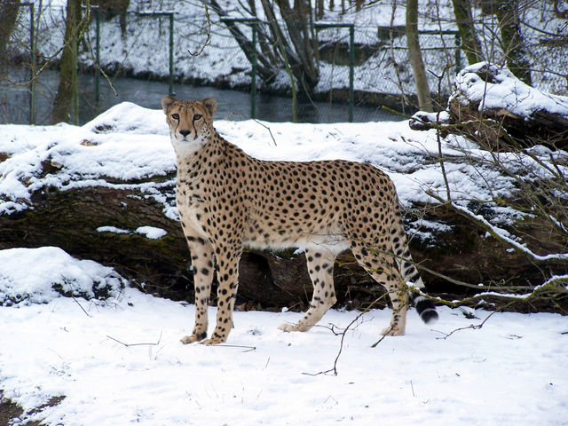 Zoo zimą